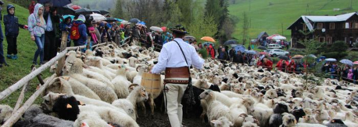 Rozpoczęcie sezonu pasterskiego, 6 maj 2017